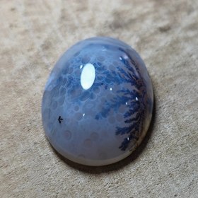 تصویر شجر قائن قواره دار 