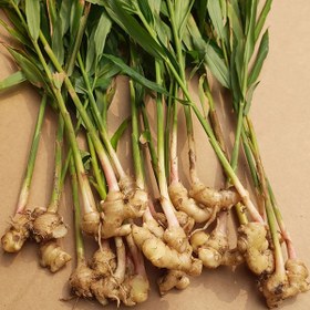 تصویر بوته ی زنجبیل 