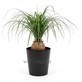 تصویر گل لیندا 