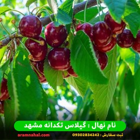 تصویر نهال گیلاس تکدانه 