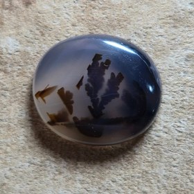 تصویر شجر قائن زیبا خاص. 