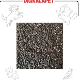 تصویر تخم بزرک - یک کیلوگرم 