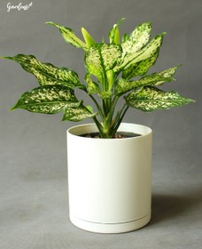 تصویر آگلونما برفی با گلدان پلیمری 