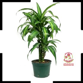 تصویر دراسینا پلموآ 