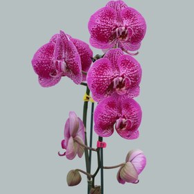 تصویر گیاه طبیعی ارکیده مدل w2 