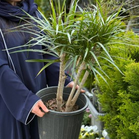 تصویر گیاه دراسنا سایز بزرگ 