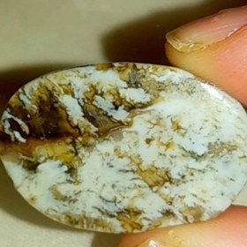 تصویر نگین شجر 