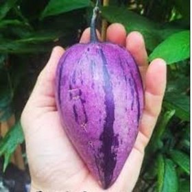 تصویر 2 بذر میوه پپینو بنفش Purple Pepino 