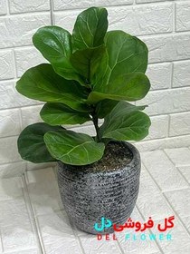 تصویر فیکوس لیراتا 902 