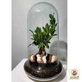 تصویر تراریوم بونسای فیکوس رتوزا کد ۰۲ | کد: ZNB-4F5 