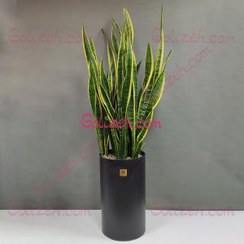 تصویر گل سانسوریا شمشیری ابلق بزرگ 