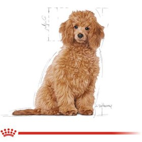 تصویر غذای خشک توله سگ پودل رویال کنین 3 کیلویی Royal Canin Poodle Puppy 3kg