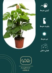 تصویر برگ انجیری مانسترا - گـلـفـروشی آنـلایـن روحـیـه 