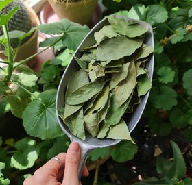 تصویر برگ بو 