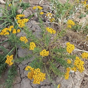 تصویر بومادران خشک شده(10 گرمی) تازه خشک شده و خوش رنگ 