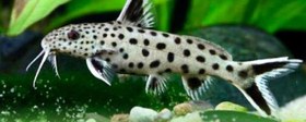 تصویر ماهی کت فیش سینودونتیس خال خالی ۲۰ تا ۲۵ سانت Catfish synodontis