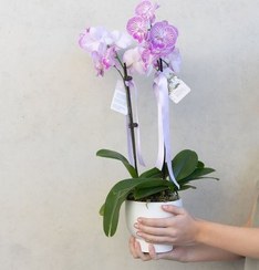 تصویر خرید ارکیده طبیعی به رنگ بنفش با طراحی خاص از کدام گل‌فروشی در کرج؟ 