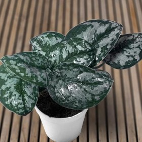 تصویر پتوس ببری 