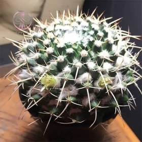 تصویر بذر کاکتوس مامیلاریا نجاپنسیس 10 عددی 