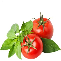 تصویر گوجه فرنگی ارگانیک 