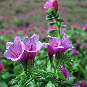 تصویر بذر گل گاوزبان ایرانی 