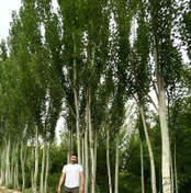 تصویر نهال صنوبر کبوده Blue poplar sapling