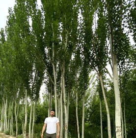 تصویر نهال صنوبر کبوده Blue poplar sapling