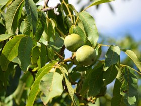 تصویر مغز گردو درجه 1 