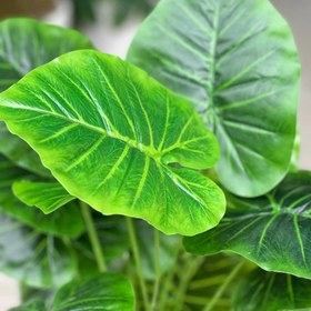 تصویر پتوس سبز ۱۸ شاخه 