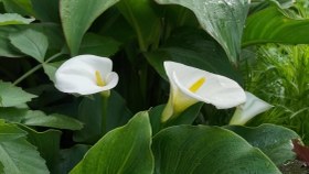 تصویر بودکور وينر سيليکوني شيپوري 210024 