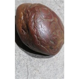 تصویر فسیل به شکل جانور 