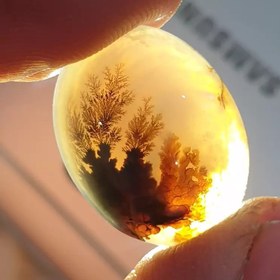 تصویر شجر قائن زیبا خاص 