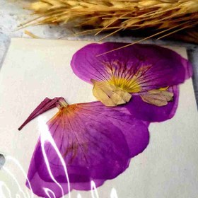 تصویر گل خشک بنفش 