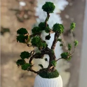 تصویر درخت جاویدان (4) 