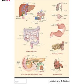 تصویر پوسترآموزشی دستگاه گوارش انسان – اندام تحتانی 