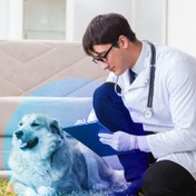 تصویر معاینه حضوری توسط دامپزشک پت سعادت 