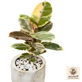 تصویر فیکوس الاستیکا مدل L100-40 | کد: ZNB-5BL 