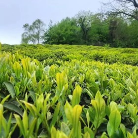 تصویر چای شکسته ممتاز بهاره لاهیجان 1403 (یک کیلویی) 