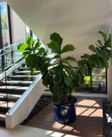 تصویر گیاه لیراتا مناسب برای تزئین دیوارها و فضاهای عمودی 