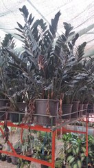 تصویر زاموفلیا سوپربلک 