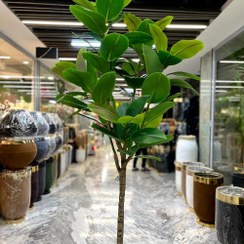 تصویر درختچه فیکوس مصنوعی 