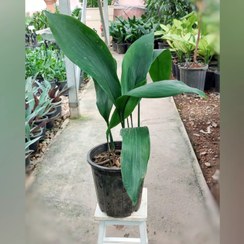 تصویر گیاه برگ عبایی با ارتفاع حدود 45 سانتی متر 