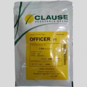 تصویر بذر خیار ارکید 