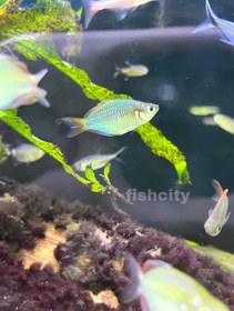 تصویر رمبو نئون دارف 