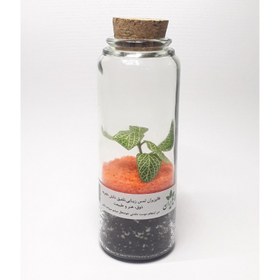 تصویر تراریوم نارنجی 