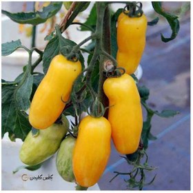 تصویر بذر گوجه موزی زرد طلایی 
