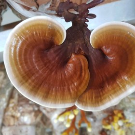 تصویر قارچ گانودرما لوسیدم بسته 100 گرمی (ریشی) ganoderma lucidum mushroom