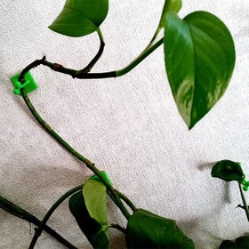 تصویر نگهدارنده گیاه مدل پتوس ساده بسته 50 عددی - سفید 