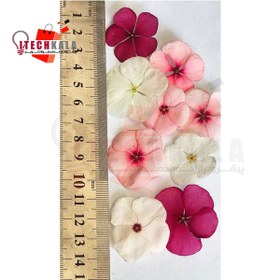 تصویر گل خشک پریوش 10 عددی 