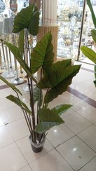 تصویر درختچه بابا آدم ۱۳ برگ 